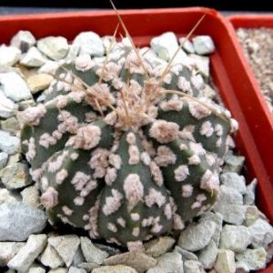 astrophytum hybrid