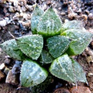 haworthia yuki keshiki hydrid