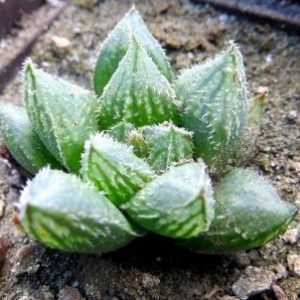haworthia korizato hybrid
