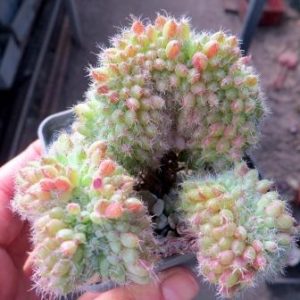 echeveria setosa cristata