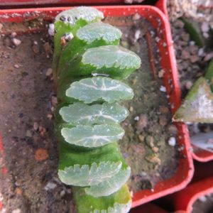 haworthia  trunkata hybrid
