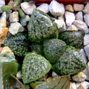haworthia picta