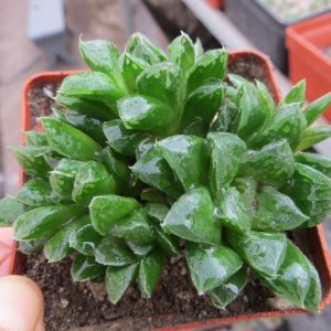 haworthia hybrid