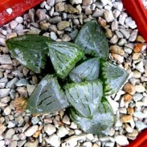 haworthia hybrid