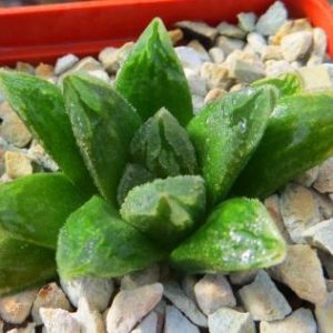 haworthia hybrid