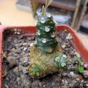 dorstenia foetida