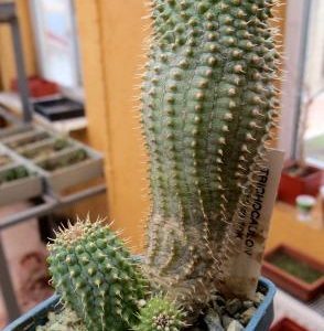 trichocaulon annulatum
