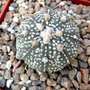 astrophytum hanazono x supercabuto