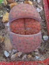 lithops fulviceps