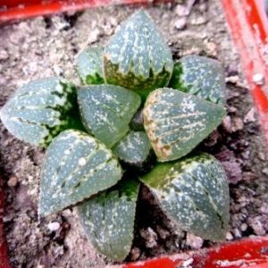 haworthia picta