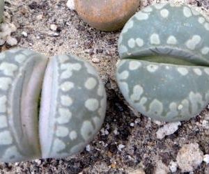 lithops otzeniana best