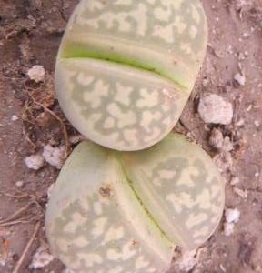 lithops dorotheae
