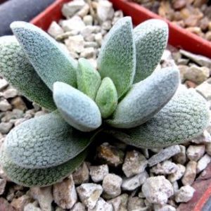 crassula tecta
