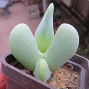 cheredopsis pilansii elisore