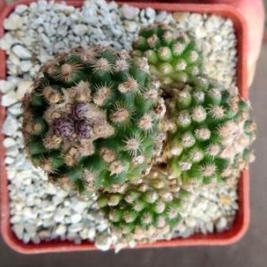pediocactus knowltonii