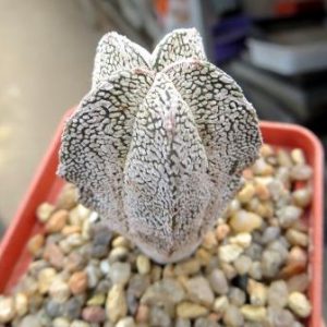 astrophytum onzuka