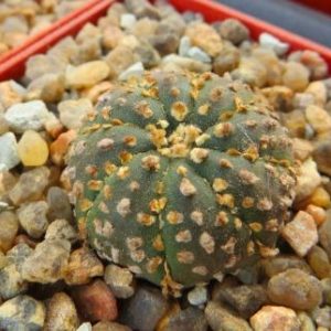 astrophytum super kabuto gold
