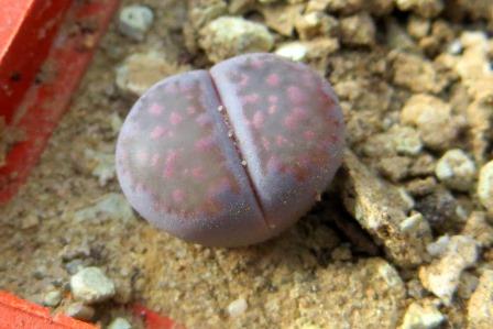 lithops salicola bacchus