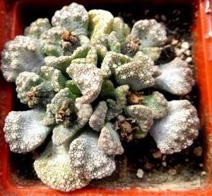 titanopsis calcarea