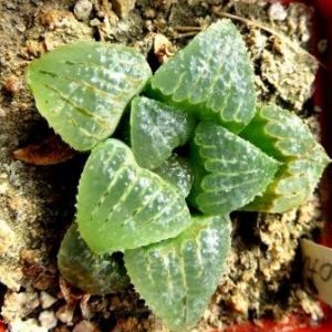 haworthia magnifica var. atrofusca ЮАР