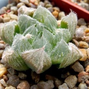 haworthia cooperi venusta