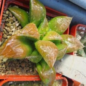 haworthia hybrid