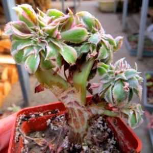 aeonium sunburst cristata