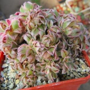 aeonium sunburst cristata