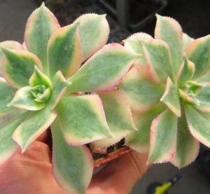 aeonium sunburst двойняшка