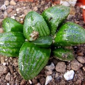 haworthia springbokvlakensis