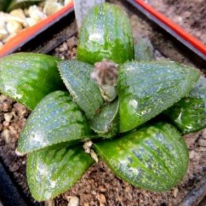 haworthia springbokvlakensis