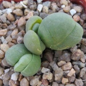 gibaeum helsii
