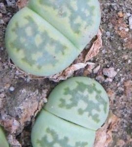 lithops salicola 'malachite'
