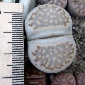 1605.34 MG lithops  halii Geelkop