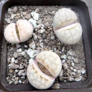 Lithops julii ssp. julii C.063