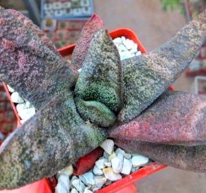 gasteria batesiana