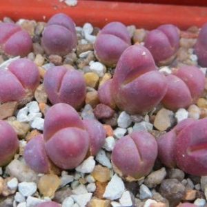 lithops optica rubra