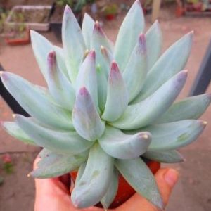 Echeveria rusbyi
