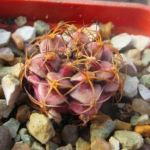 gymnocalycium damsii v. rotundum