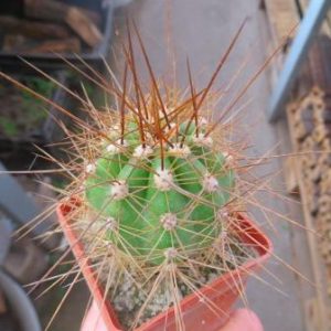 1074.72 trichocereus candicans VG 216 белый цветок