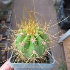 1074.72 trichocereus candicans VG 216