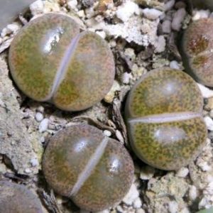 1647 MG lithops lesliei mariae C 152