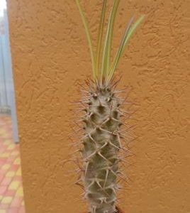 pachypodium geayi