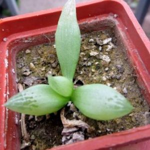 bulbine mesembryanthemoides