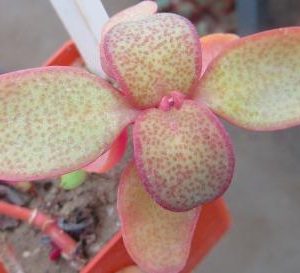 crassula streyi