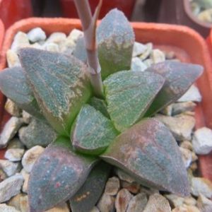 haworthia pygmaea