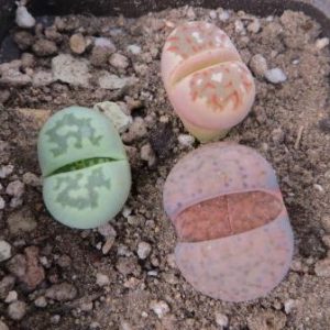 lithops mix