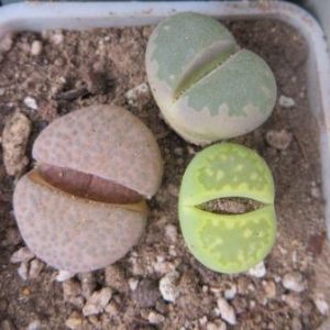 lithops mix