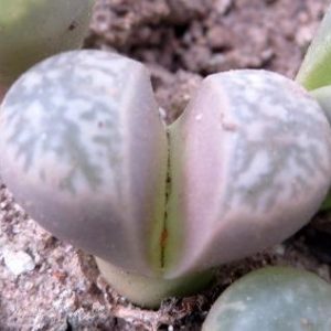 lithops helmutii c271