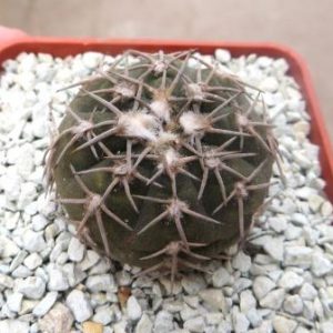gymnocalycium triacanthum p124